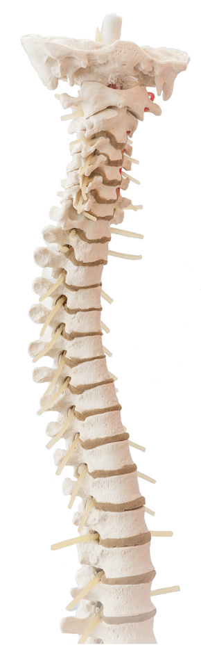 Columna vertebral fisioterapia en Pamplona - Iruña